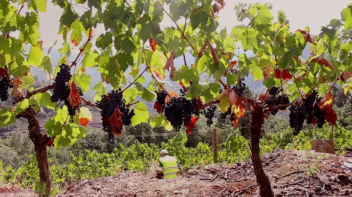 Matilda Nieves Menca from Ribeira Sacra - 97 Point...