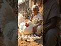 murgi  dher sare ande deti thi - #hen # grandmother #viral #ai #shorts  @AIN4Creation