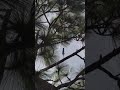Solar powered meshtastic node in the top of a tree