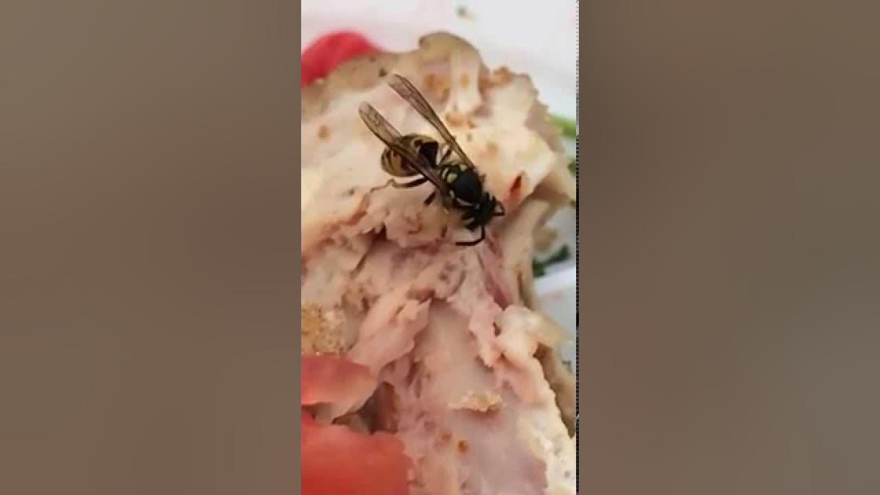 Насекомые на даче. Оса питается. Почему осы едят мясо. Осы-блестянки личинки. Оса ест пчелу.