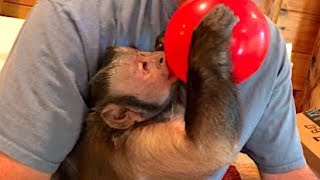 Monkey On Vacation Mail Vlog!
