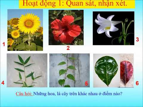 Video Mỹ thuật lớp 4, Bài 9 Vẽ đơn giản hoa lá - youtube