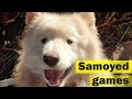 Mr.White Samoyed dog trying to avoid obstacles