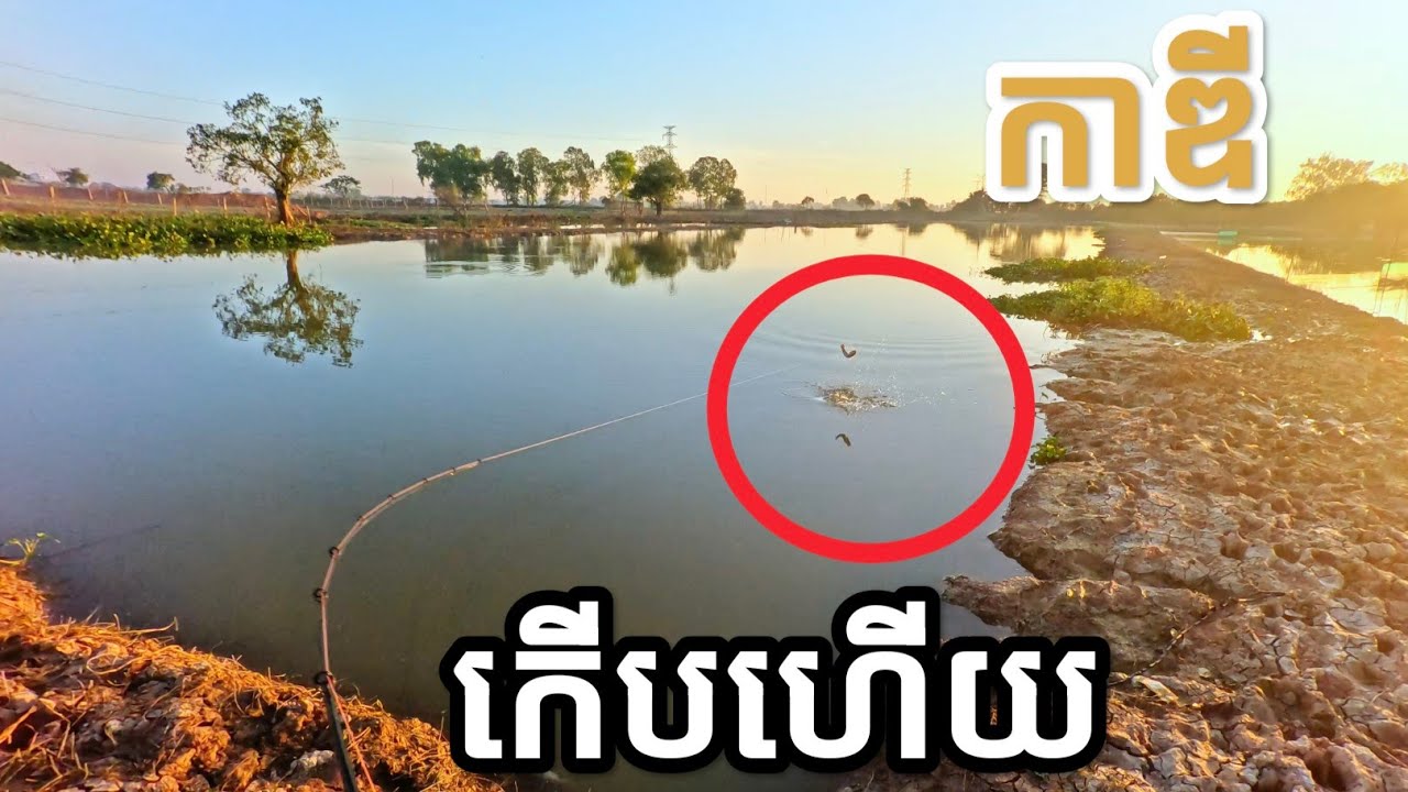 បច្ចេកទេសលេងកាឌី #កាឌី #FishingInCambodia2025 #SnakeheadFish #FishingTrip2025 #បបក់ត្រីស្រែ២០២៥