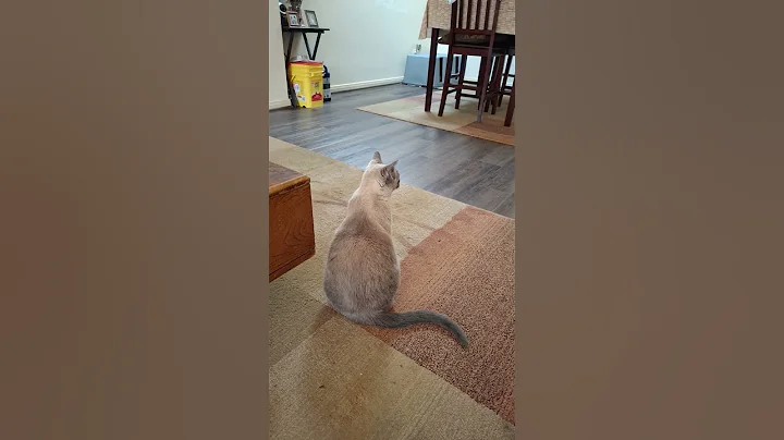 Watch the video about She drew first *****! #cats #kitties #cute #siamese #tabby #blackcat