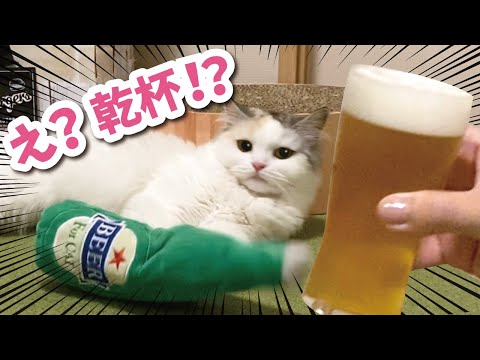 ビールとつまみ（ちゅーる）で宴会する猫達【おしゃべりする猫】