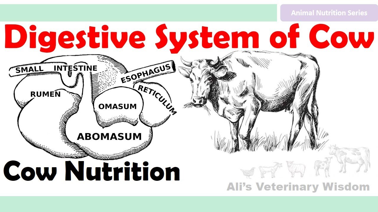 Digestive System of Cows Basics of Animal Nutrition Rumen Bloat 