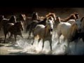 Beautiful horses running 