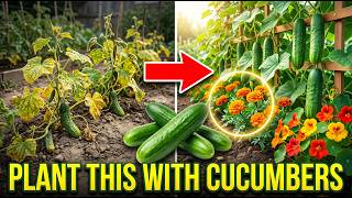 Best Companion Plants with Cucumber for Bigger Harvests and Thriving Gardens