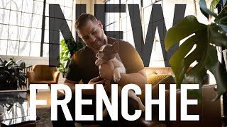 Meet Kifl My Second Frenchie | My Experience With Two French Bulldogs by My Pawesome Frenchie 7,920 views 2 years ago 8 minutes, 17 seconds