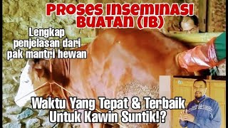 Artificial Insemination (AI) of Simmental Cattle || The Right Time for AI