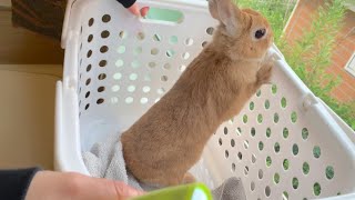 ちょっと深呼吸させてあげたらスムーズにうさぎの爪切りできました　#1038