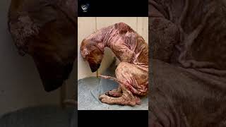 At The Animal Protection Foundation