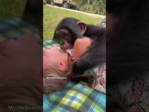 Chimpanzee Angada giving