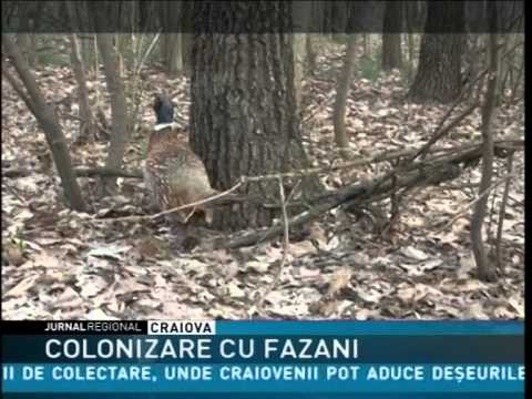 COLONIZARE CU FAZANI - YouTube