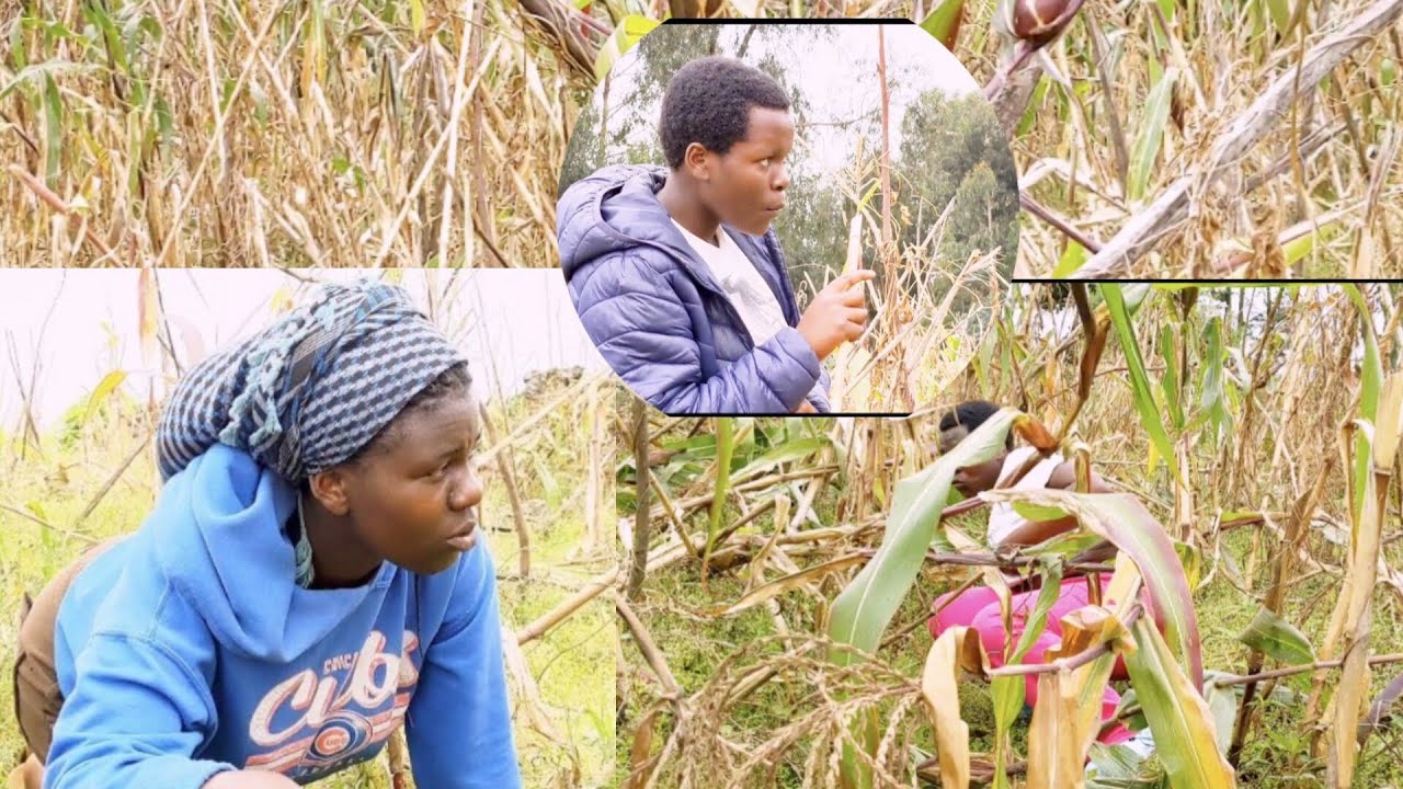 UBUJURA MUBAKOBWA: myanya karitsiye arayimaze noneho ageze no mumirima ya rubanda