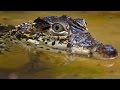 Understanding Reptile Behavior and Ecology