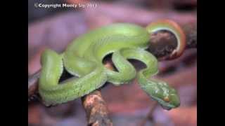 Green Pit Viper in Laos