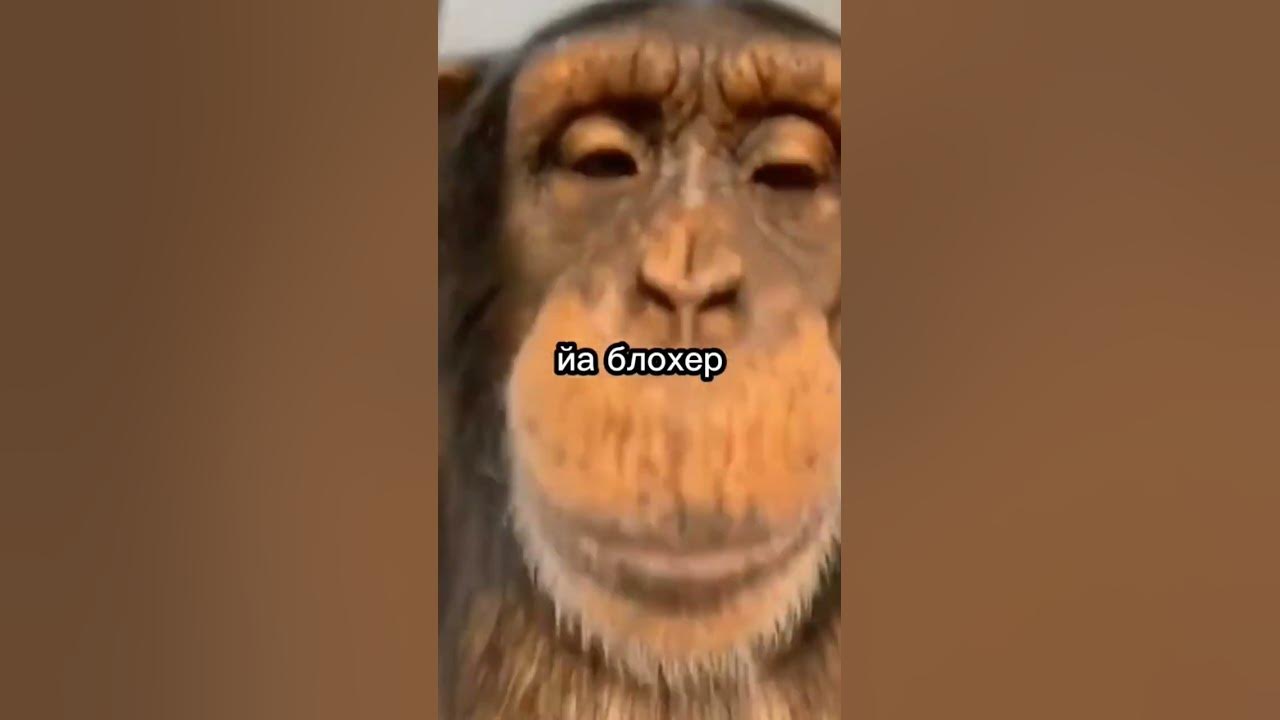 #бибизянка - YouTube