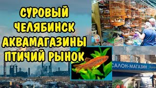 СУРОВЫЙ ЧЕЛЯБИНСК . ПТИЧИЙ РЫНОК, ДИКИЙ ПРОДАВЕЦ И АКВАРИУМНЫЕ МАГАЗИНЫ СУРОВЫЙ ЧЕЛЯБИНСК . ПТИЧИЙ РЫНОК, ДИКИЙ ПРОДАВЕЦ И АКВАРИУМНЫЕ МАГАЗИНЫ