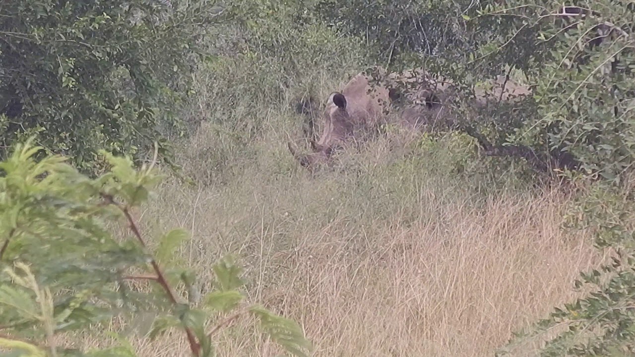 Hook-lipped  Rhinoceros (Diceros bicornis)