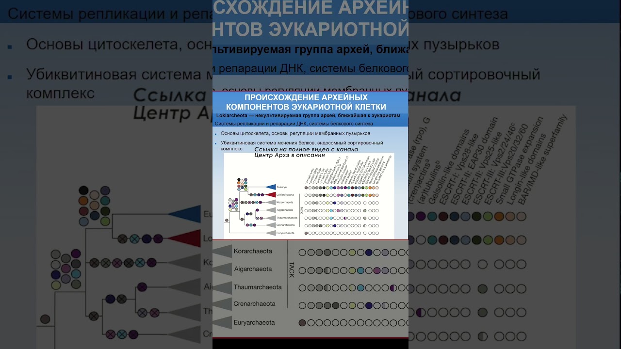 Михаил Никитин | Общие черты генома lokiarcheota и эукариот 