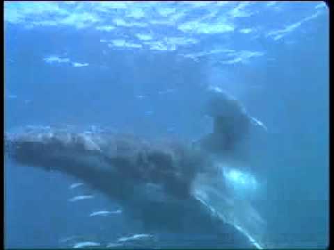 environmental news Humpback Whale
