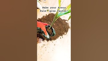 Simple Repotting tips for Areca Palm 🌿 || Make Your Plant Grow Faster! || #gardening #plants #palm