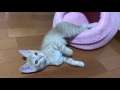 どこまでがベッドか思い出した子猫がおもしろい