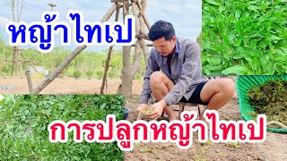 การปลูกหญ้าไทเป #หญ้าไทเป