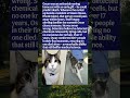 The Cat Who Predicted Death — And Was Never Wrong