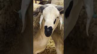 المعرض الدولي بمكناس خيرات البلاد الحولي صردي الملكي