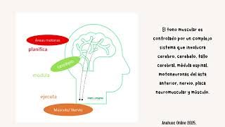 Desarrollo del SNC - Tono muscular y reflejos primitivos