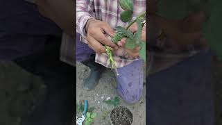 Propagar esquejes de Rosas