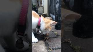 oyen vs kepiting #cat #crab #sorts