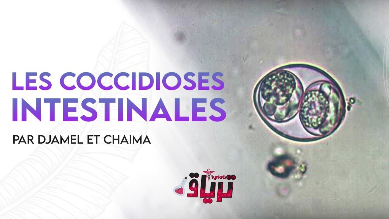 #Parasitologie  - les coccidioses intestinales par djamel et chaimaa