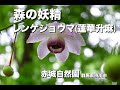 森の妖精「レンゲショウマ(蓮華升麻)」