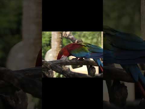 Parrot In Jungle.#nature#shorts #video #viralvideo #best #vural #parrot #jungle #birds #animals #yt