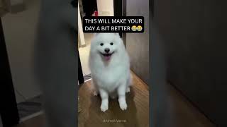 No Logic. Only Chaos 😂 #animalverse #animalshorts #dog #dogs #funnyanimals #viralvideo #viralshorts