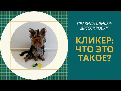 Кликер-дрессировка собак. Что такое кликер? Как работать с кликером? Как приучить йорка к кликеру?