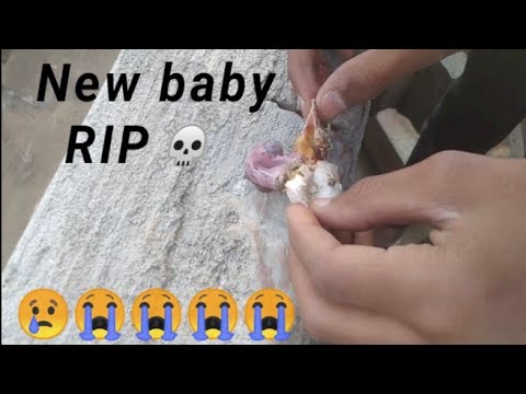 New baby Rip:β οΈπ #vlog#subscribe #viralvideo New vlog.;!!!!?!!!!!π’πππππ’ ...