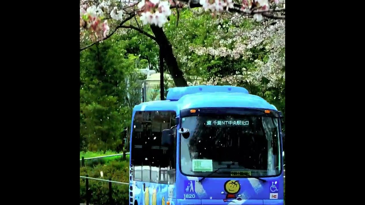 【8K】A certain Japanese cherry blossom blizzard / とある日本の桜吹雪