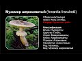 Мухомор шероховатый (Amanita franchetii)