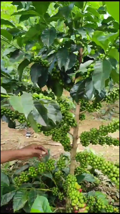 The advantages of Gayo coffee