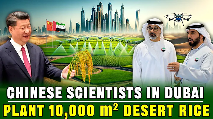 Incredible Technology! Chinese and Dubai Scientists Plant 10,000 m² of Rice in The Desert - DayDayNews