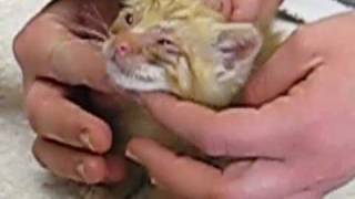 Saving Sick Little Kittens by KittenFarm Productions 98,088 views 13 years ago 9 minutes, 55 seconds