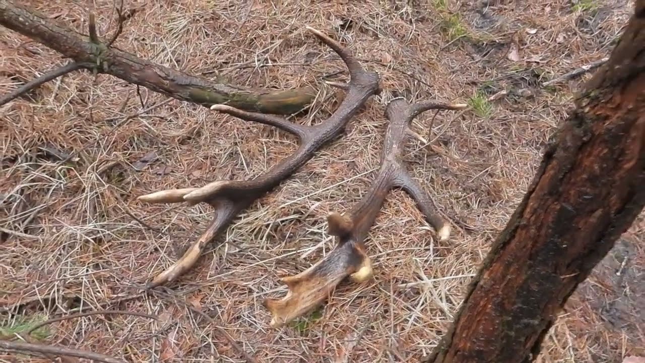 ZRZUTY 2024 PRZEPIĘKNA PARA 16 - STAKA NIEREGULARNEGO