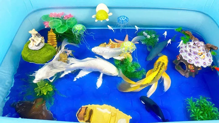 Let's explore what fish and sea creatures there are:sharks,jellyfish#goldfish#animals#viral videos
