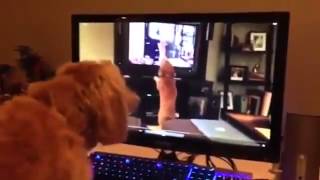 Kendini Ekranda Gören Köpeğin Tepkisi
