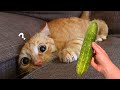 Funniest cats and dogss   best funny animals 2024